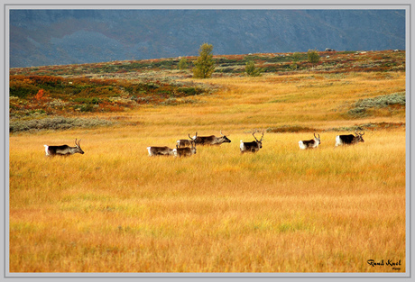 Villrein i høst