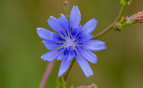 Wilde Cichorei