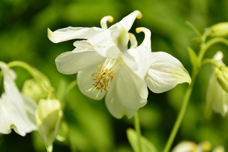 Zomerbloem