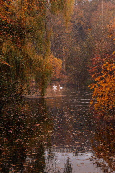 Herfst in het Haagse bos