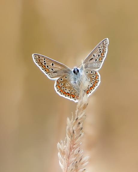 Icarus blauwtje