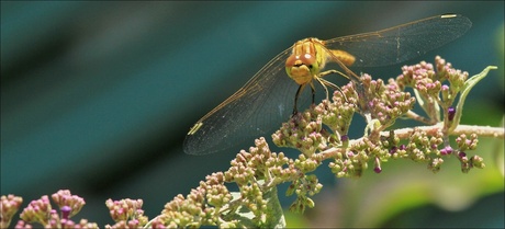 steenrode heidelibel1