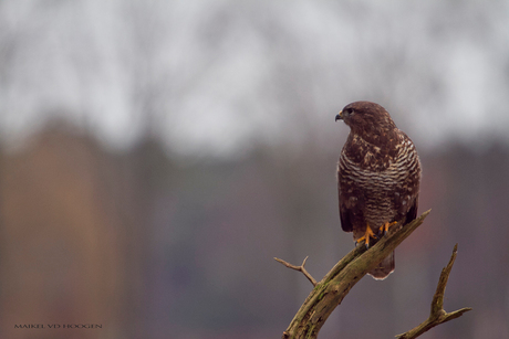 buizerd