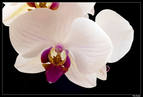 M'n Ma's Orchideetjes 2