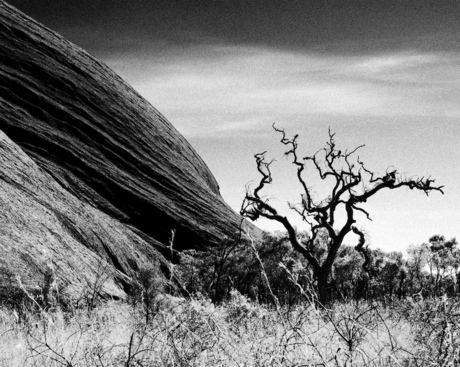 Uluru kronkelboom