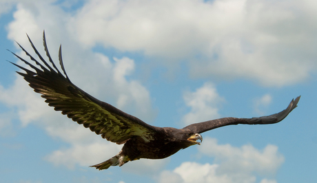 zoom roofvogel dag