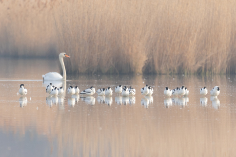2019-03-30 Landje van gruijters Zwaan met Kluten