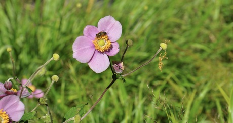 Bloemenlijn 