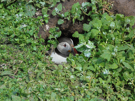 Papegaaiduiker in nestgang - door Jetze (8)