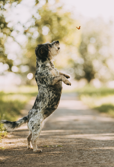 Hond speelt met vlinder