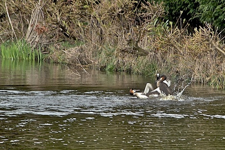 Lente in volle gang