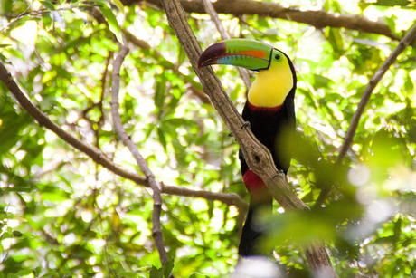 Costa Rica 2013-150- Keel Billed Toucan.jpg