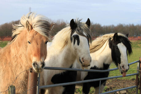 Drie paarden op een rijtje