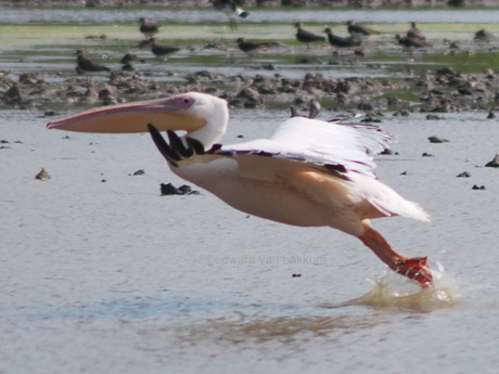 opstijgende pelikaan