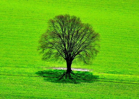 boom in het groen