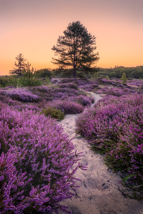 Ochtendgloren op de heide.
