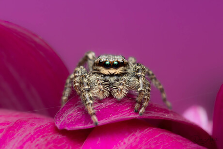 Eye to Eye, Springspinnetje 