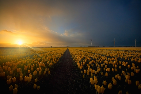 The windmills s and the yellow tulips
