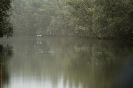 Reiger in vlucht