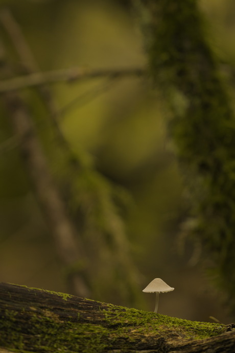 alleen in het enge bos