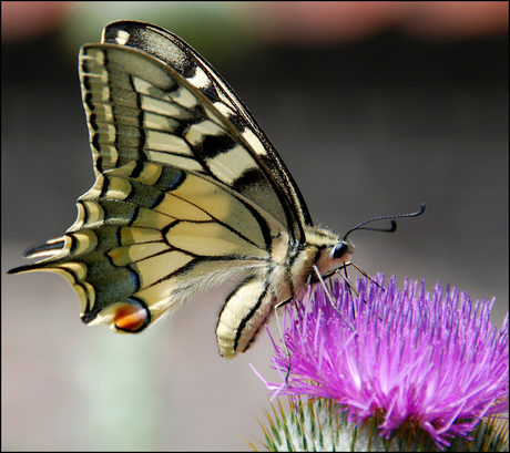 Koninginnenpage 2 (Papilio machaon)