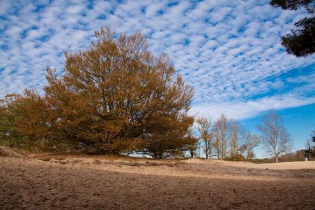 Hoge bomen...