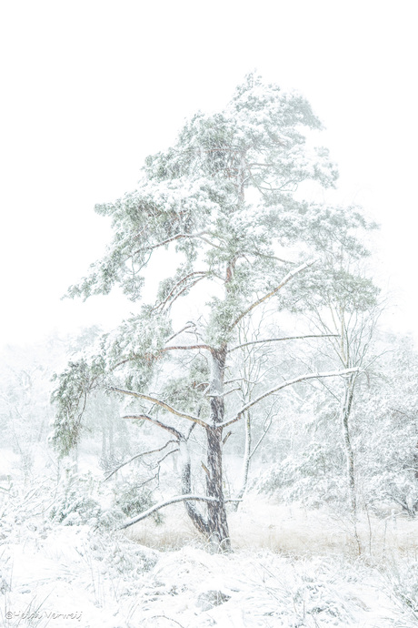 Een sprookjesachtige boom