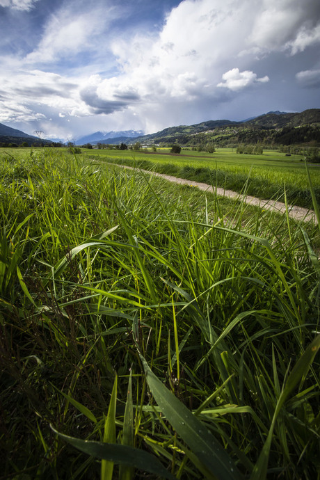 Fris groen gras