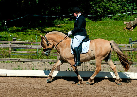 Paardensport