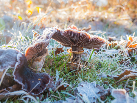 Ijzige paddestoelen