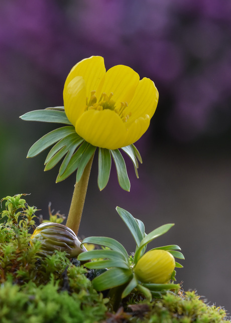 Lente -Winterakoniet 