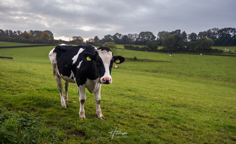 Poseren in de Limburgse heuvels...