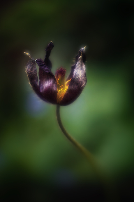 Shining till the end