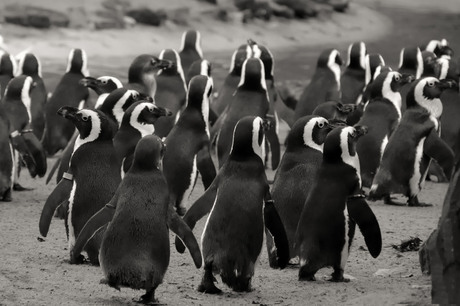 Pinguins