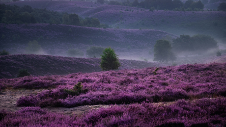 Purple hills