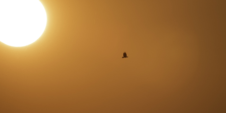 Zeearend blokkeert de zon