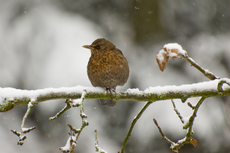 Overwinteraar