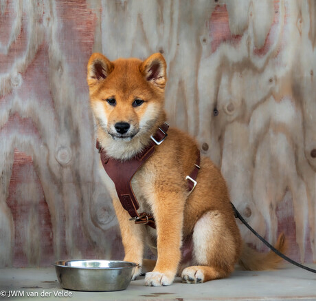 Puppy ging er eens mooi voor zitten