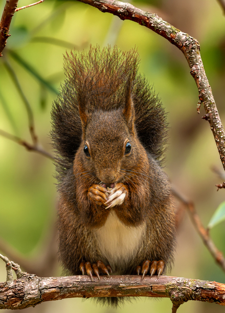 op een tak zat ......