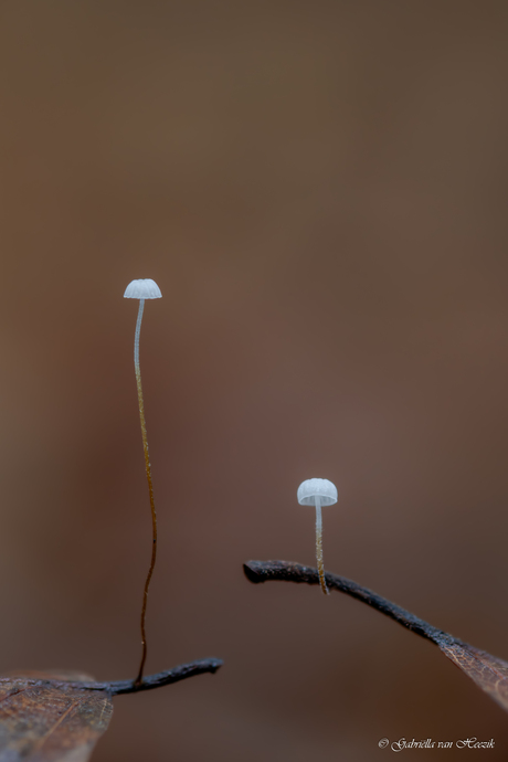 Jij bent groot en ik ben klein, dat is niet eerlijk!