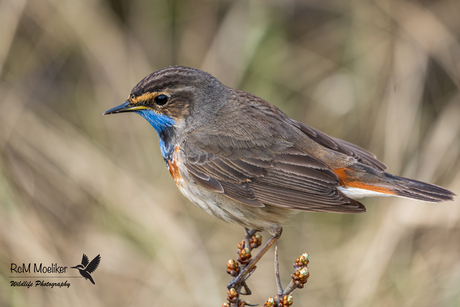 De blauwborst.