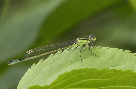 Lantaarntje (juffer)