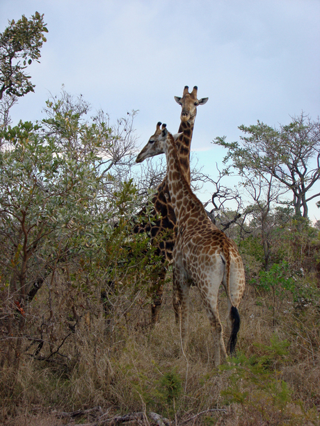 Giraffe 01.jpg