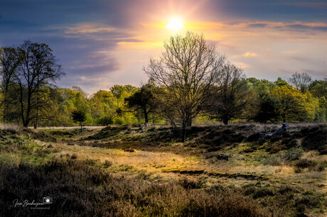 Wanneer de zon de heide kust in Boswachterij Gees.