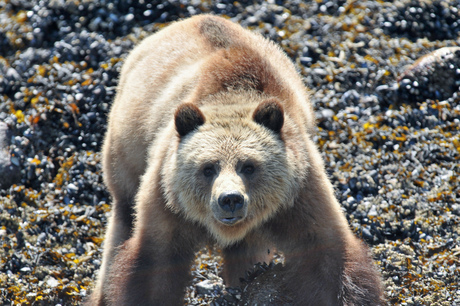 Grizzly @ Knight Inlet, Canada