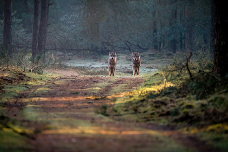 Guardians of the forrest