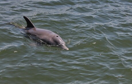 Dolfijn