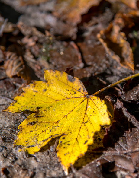  herfst