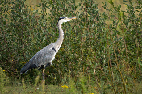 Blauwe Reiger