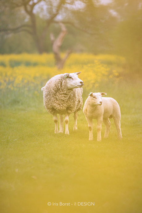 Schaapjes in het geel
